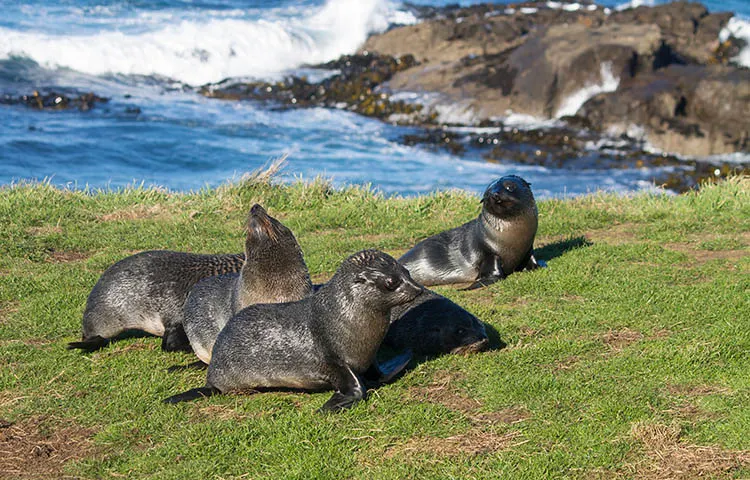 Seal pups at Kaitiki Point Lighthouse, New Zealand