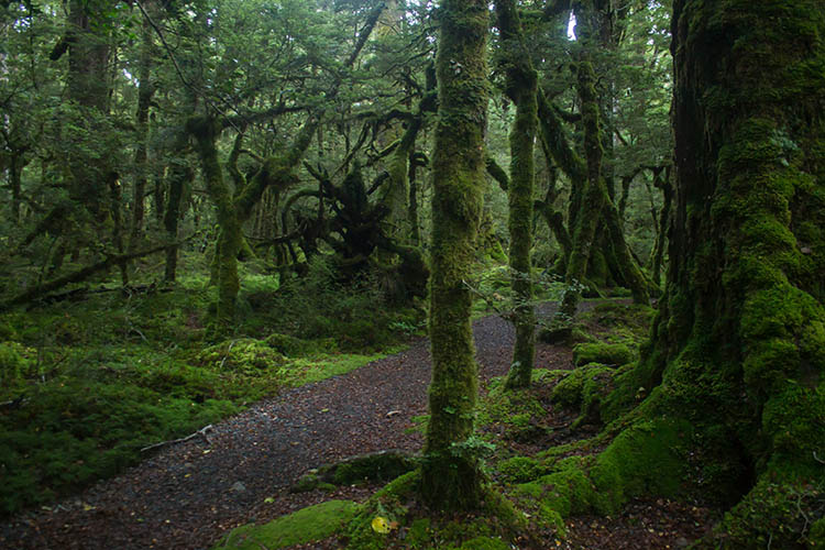 Lake Gunn Nature Reserve, Fiordland National Park, New Zealand