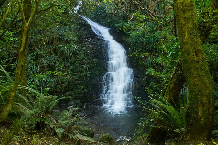 School Creek Falls, Ross Creek, Dunedin, New Zealand