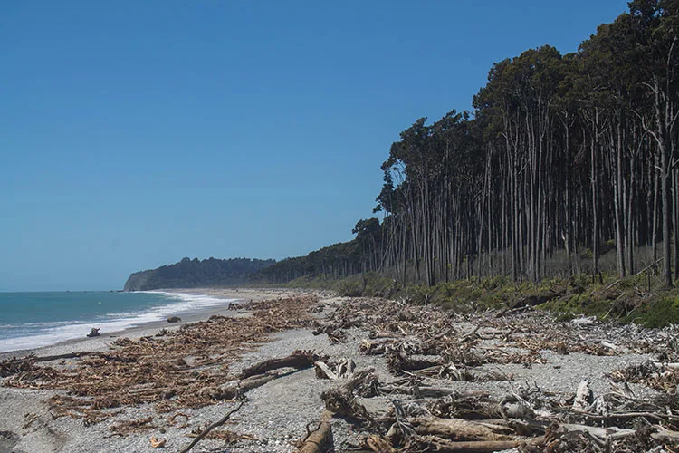 Tall trees by Bruce Bay, West Coast, New Zealand