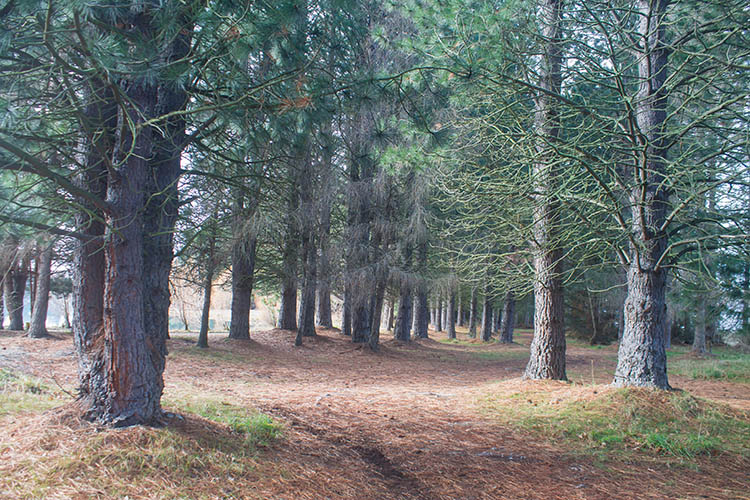 Woods at Lake Ruataniwha, Mackenzie Basin, New Zealand