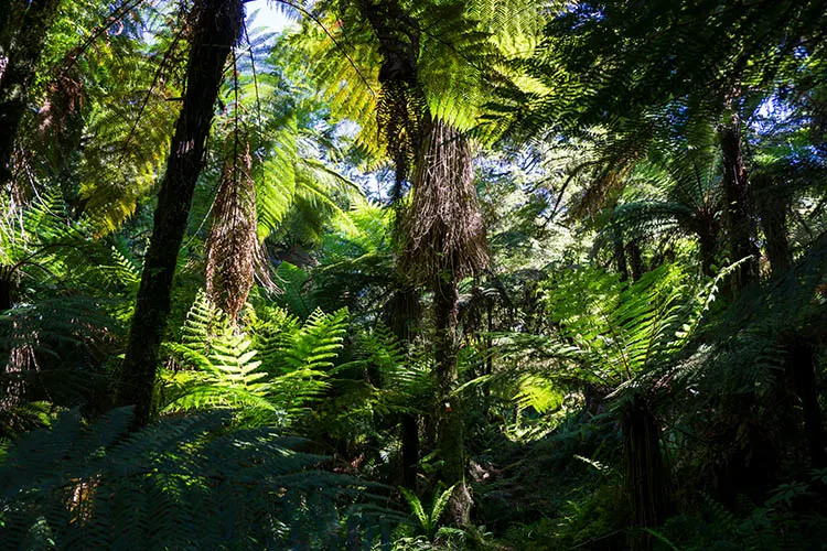 An endless forest on the Tutoko Valley Track, Fiordland, New Zealand