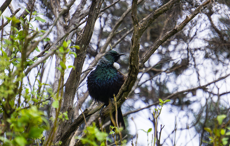 Bird watching at Orokonui Ecosanctuary, Dunedin, New Zealand