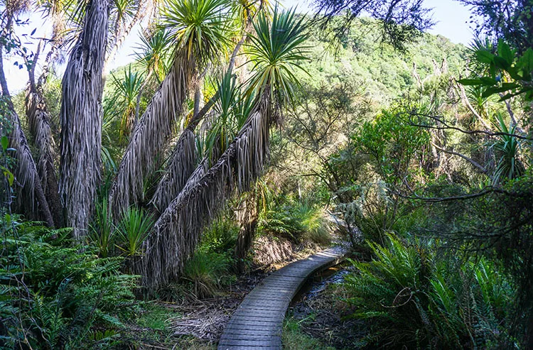 A track through the forest, Dunedin, New Zealand