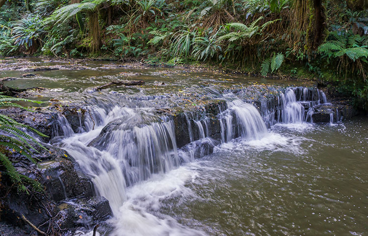 Small cascades in the Catlins, New Zealand