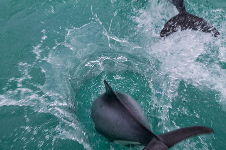 Akaroa dolphins boat trip, New Zealand