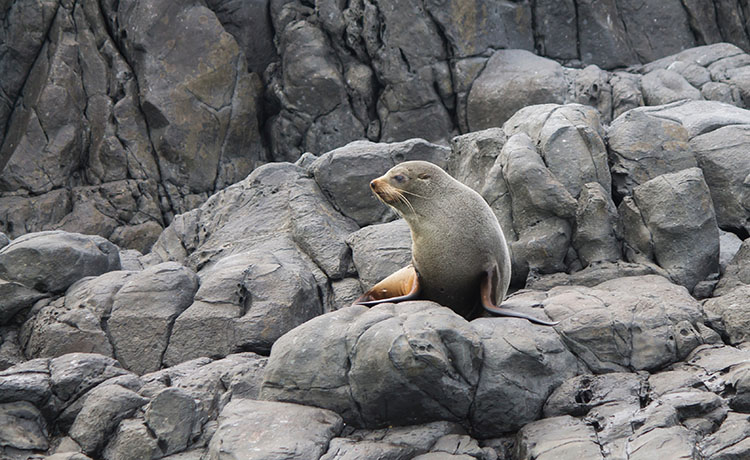 A seal in Banks Peninsula, New Zealand
