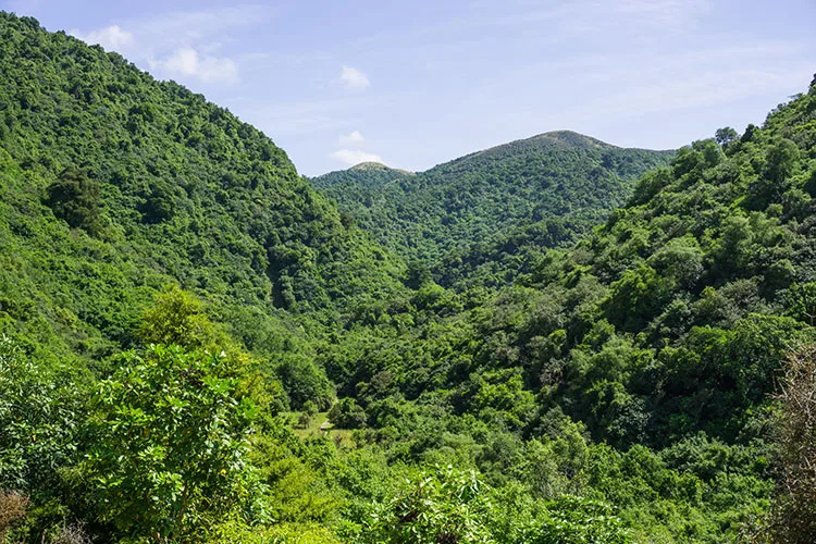 5 of the Best Things to Do in Waimate, South Canterbury See the South