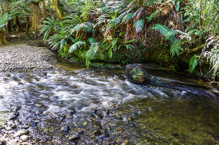 Waipohatu Waterfall Track, the Catlins, New Zealand