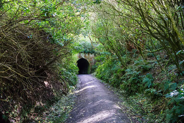 Tunnel Hill Track, the Catlins, New Zealand