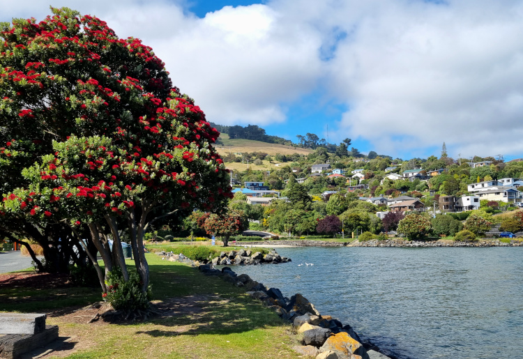5 of the Best Things to Do in Macandrew Bay, Otago Peninsula